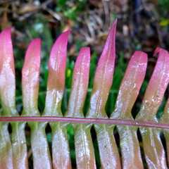 Blechnum attenuatum