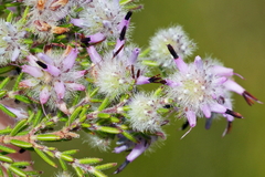 Erica eriocephala