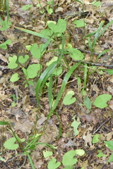 Poa saltuensis