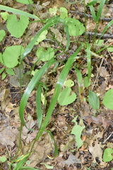 Poa saltuensis