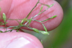 Poa saltuensis