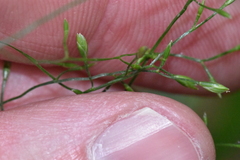 Poa saltuensis
