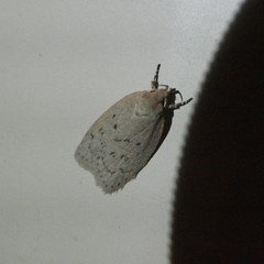 Brachynemata restricta