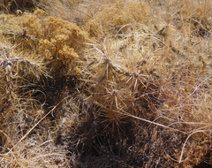 Cylindropuntia davisii