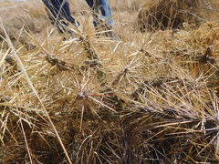 Cylindropuntia davisii