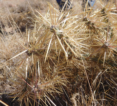 Cylindropuntia davisii