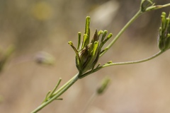 Cordylanthus rigidus rigidus