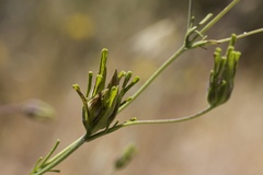 Cordylanthus rigidus rigidus
