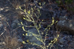 Cordylanthus rigidus rigidus