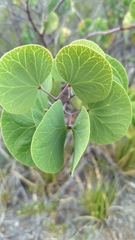 Senegalia crassifolia