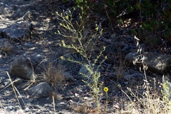 Cordylanthus rigidus rigidus