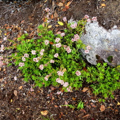 Crassula rubricaulis
