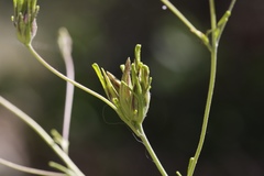 Cordylanthus rigidus rigidus