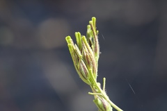 Cordylanthus rigidus rigidus