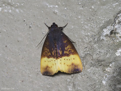 Heoeugorna flavicincta