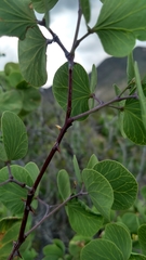 Senegalia crassifolia