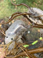 Ascidiella aspersa