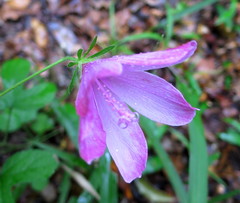 Hibiscus pedunculatus