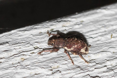 Hormorus undulatus