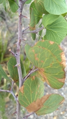 Senegalia crassifolia