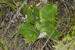 Hermas ciliata