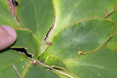Hermas ciliata