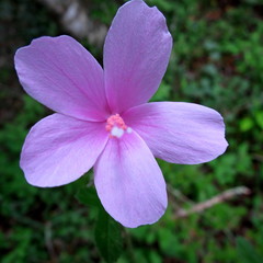 Hibiscus pedunculatus