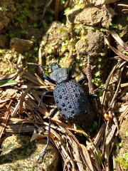 Cychrus tuberculatus