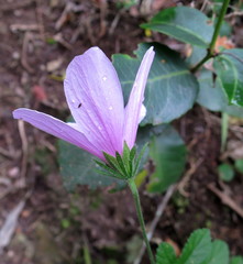 Hibiscus pedunculatus