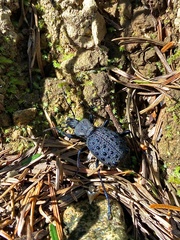 Cychrus tuberculatus