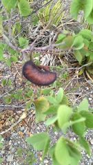 Senegalia crassifolia