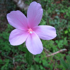 Hibiscus pedunculatus