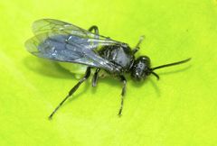 Argogorytes carbonarius