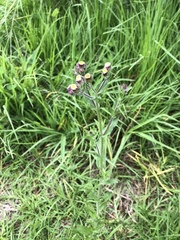 Erigeron variifolius