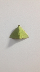 Eulepidotis viridissima