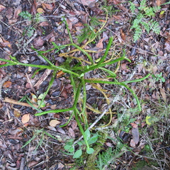 Phlegmariurus gnidioides