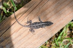 Anolis anisolepis