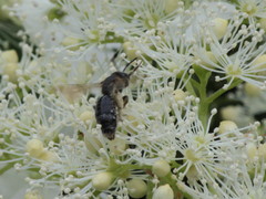 Andrena alleghaniensis