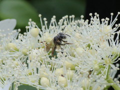 Andrena alleghaniensis