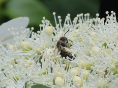 Andrena alleghaniensis