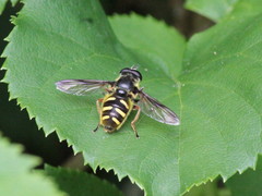 Sericomyia chrysotoxoides image