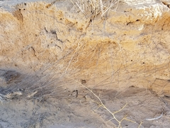 Hilaria rigida