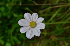 Cosmos diversifolius