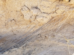 Hilaria rigida
