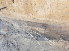 Hilaria rigida
