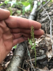 Botrychium matricariifolium