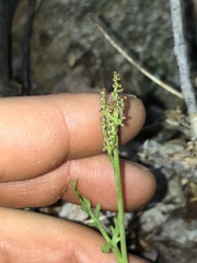 Botrychium matricariifolium