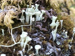 Cladonia carneola