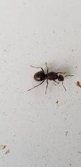 Lasius niger