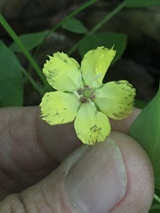 Lysimachia lanceolata